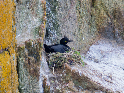 Shag